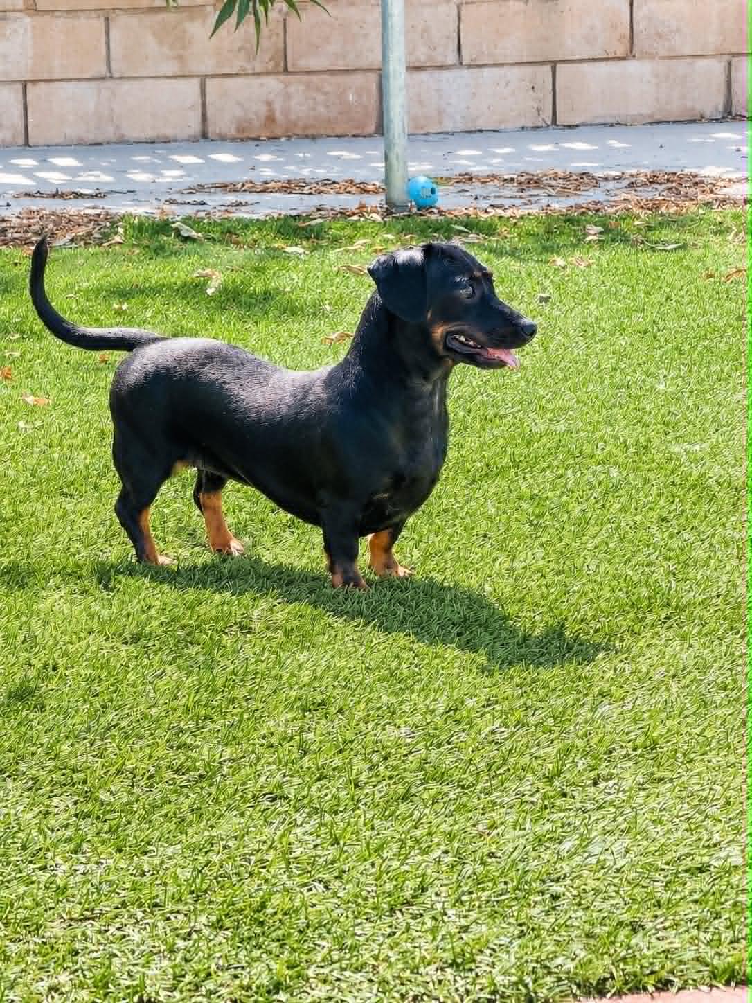 Enlarge Sable, a Adopted mixed breed in La Verne, CA image 2/3