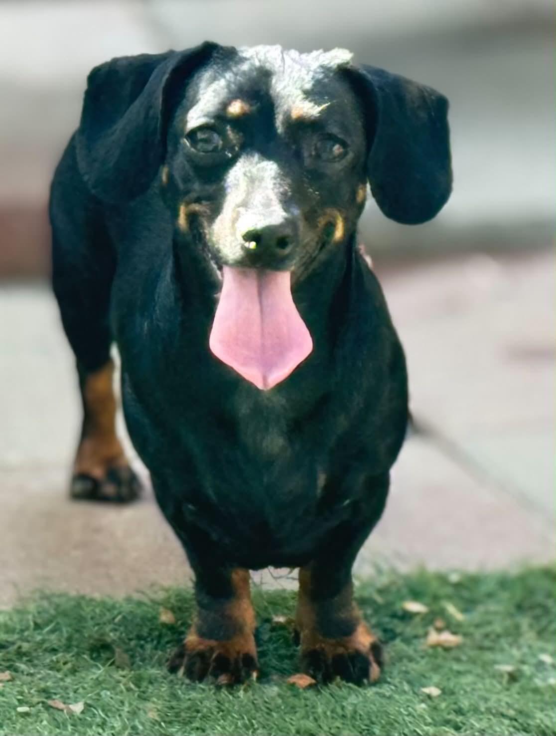 Enlarge Sable, a Adopted mixed breed in La Verne, CA image 3/3