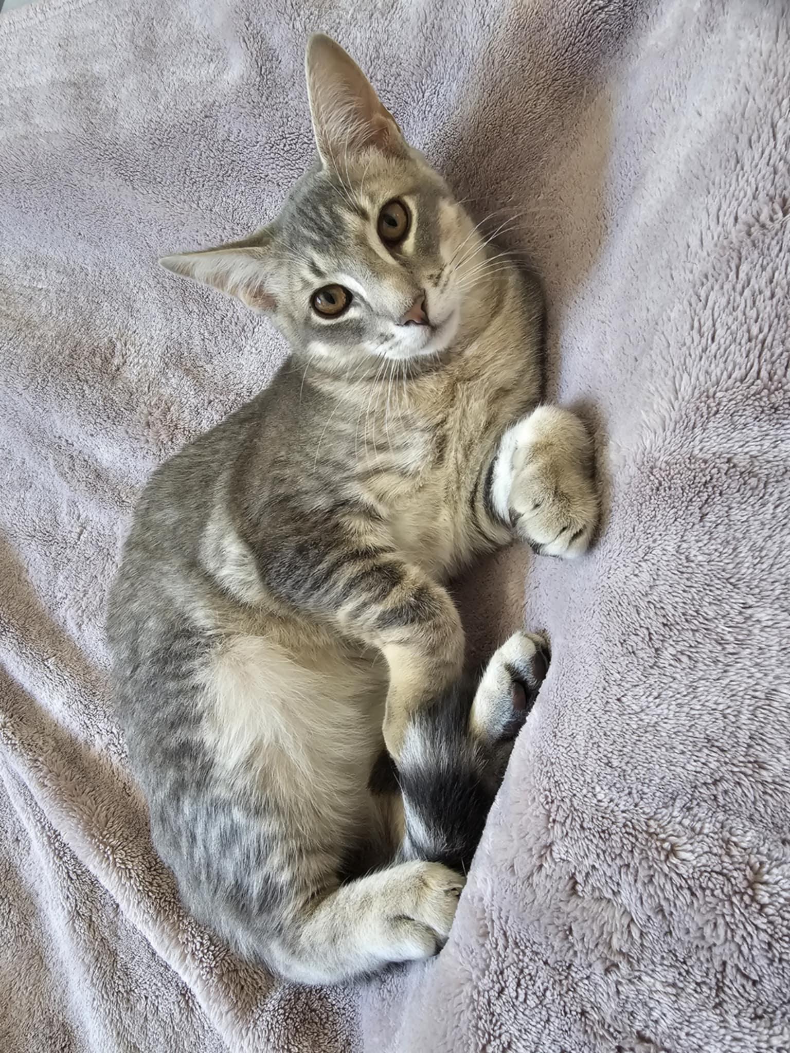 Enlarge Bing, a ADOPTABLE Domestic Short Hair in Wading River, NY image 1/3