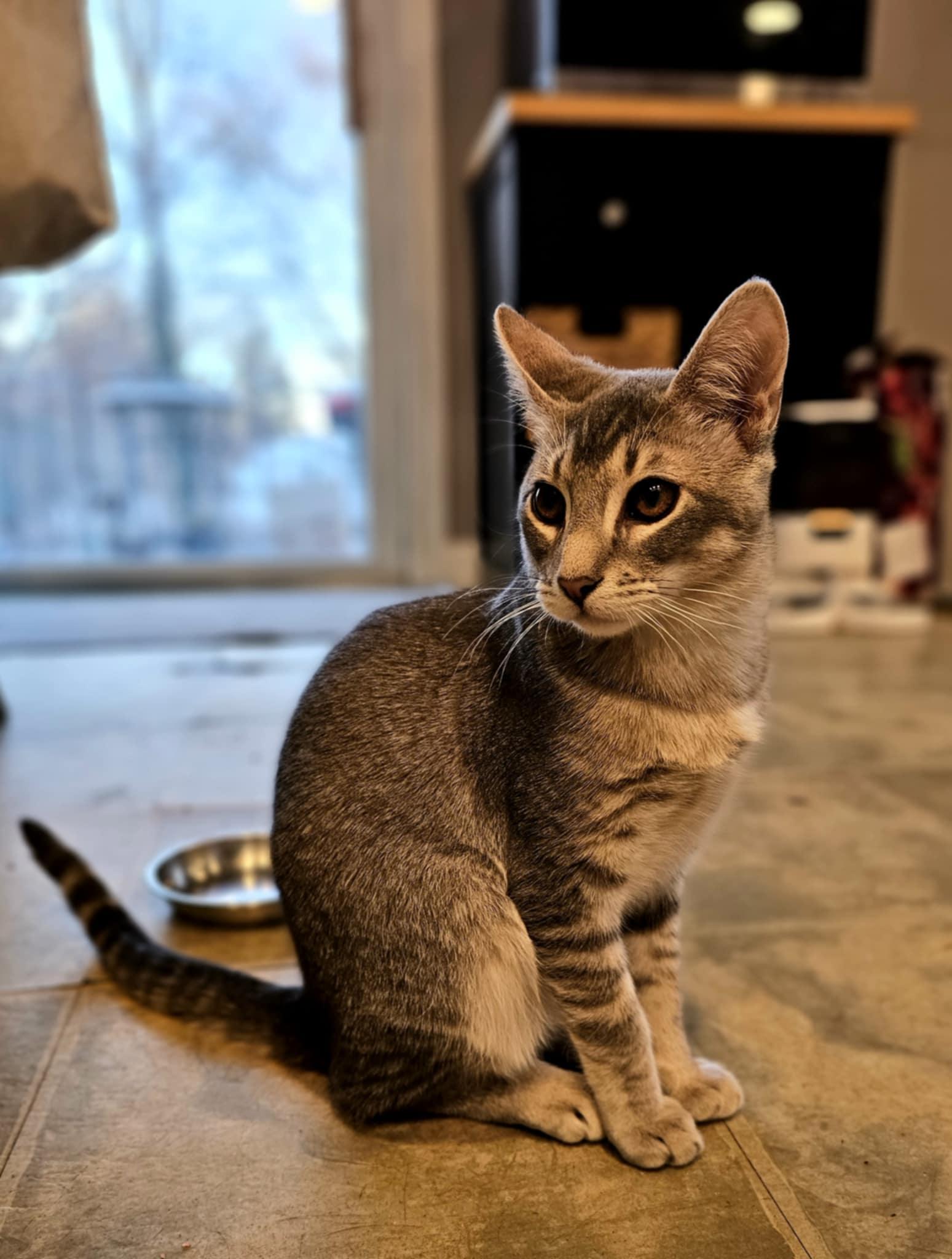 Enlarge Bing, a ADOPTABLE Domestic Short Hair in Wading River, NY image 2/3