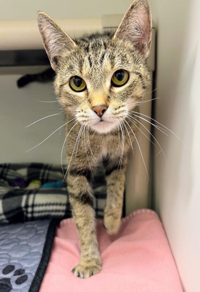 Enlarge Marble, a Adoptable Domestic Short Hair in Zimmerman, MN image 1/1
