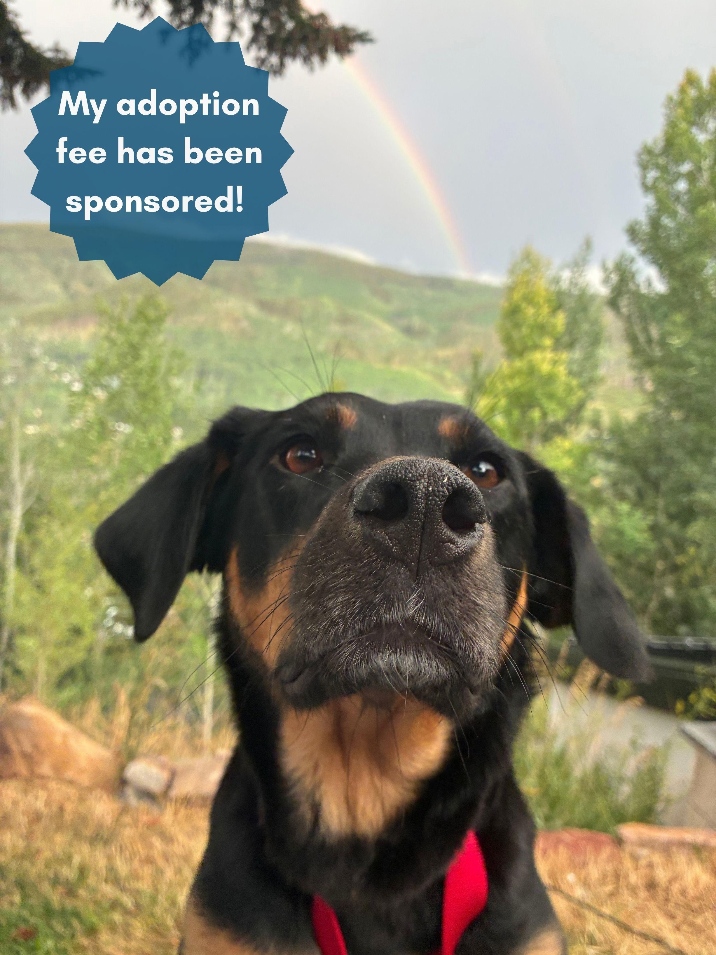 Enlarge Mama Bear, a Adoptable mixed breed in Eagle, CO image 1/6