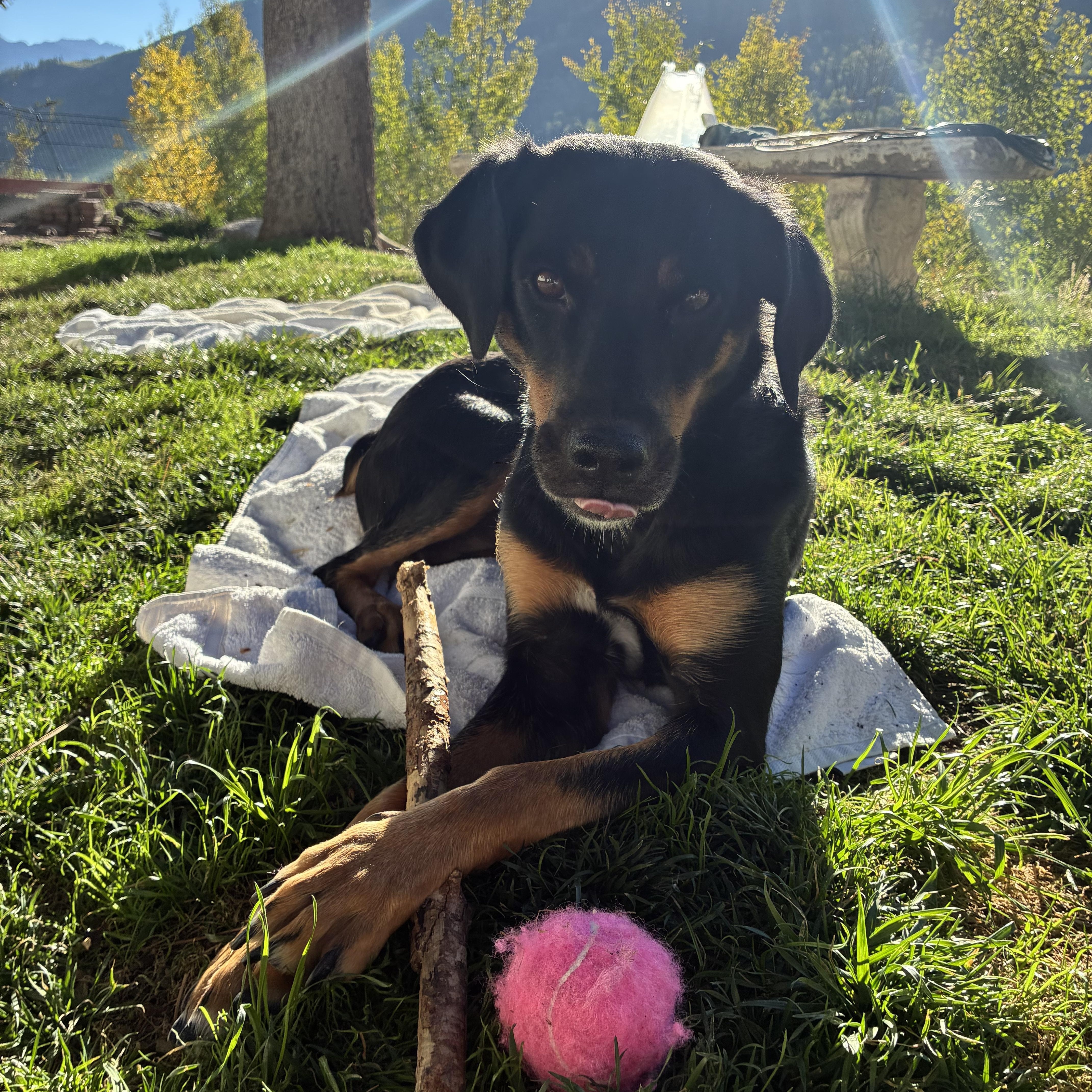Enlarge Mama Bear, a Adoptable mixed breed in Eagle, CO image 2/6