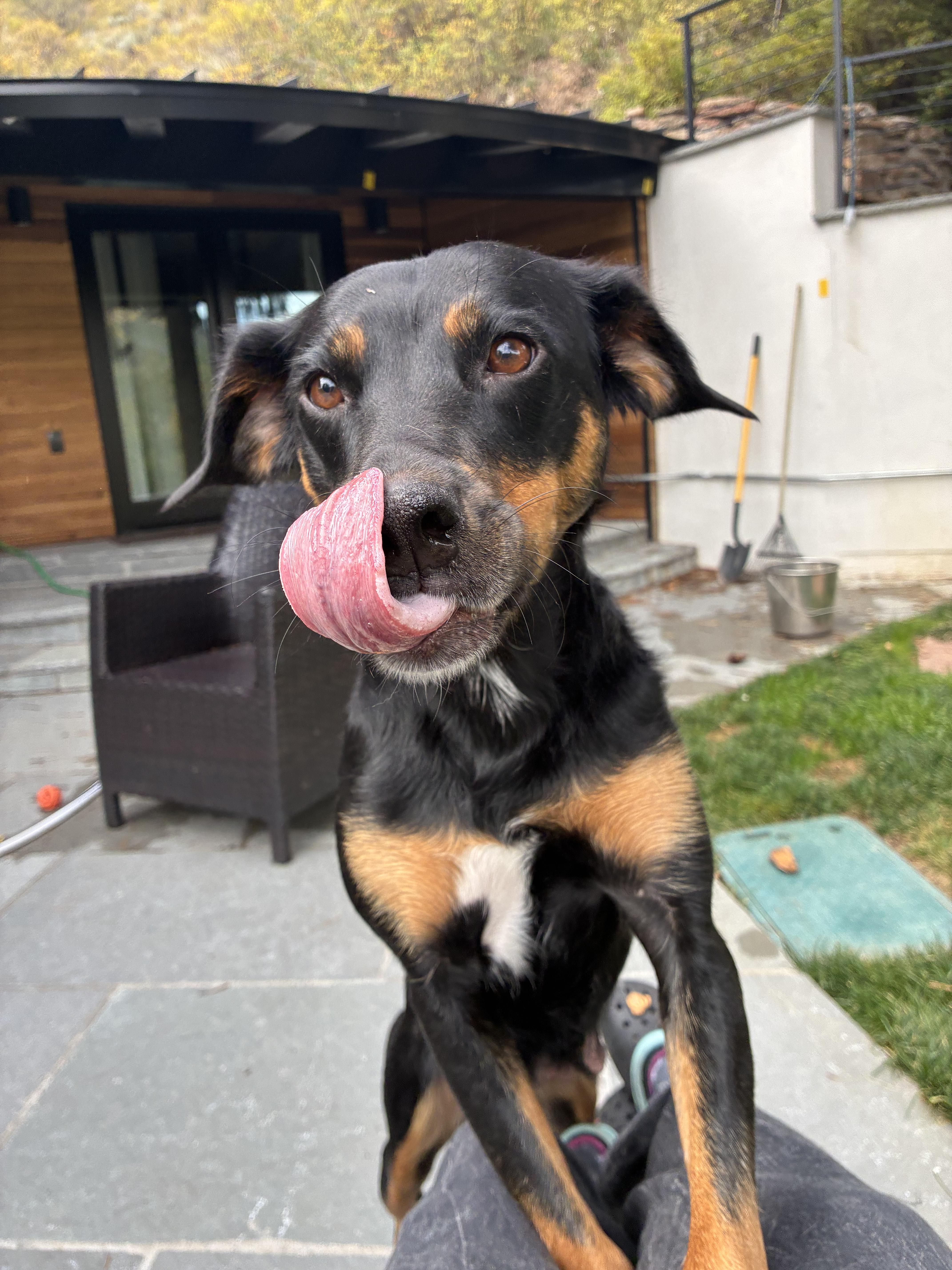 Enlarge Mama Bear, a Adoptable mixed breed in Eagle, CO image 5/6
