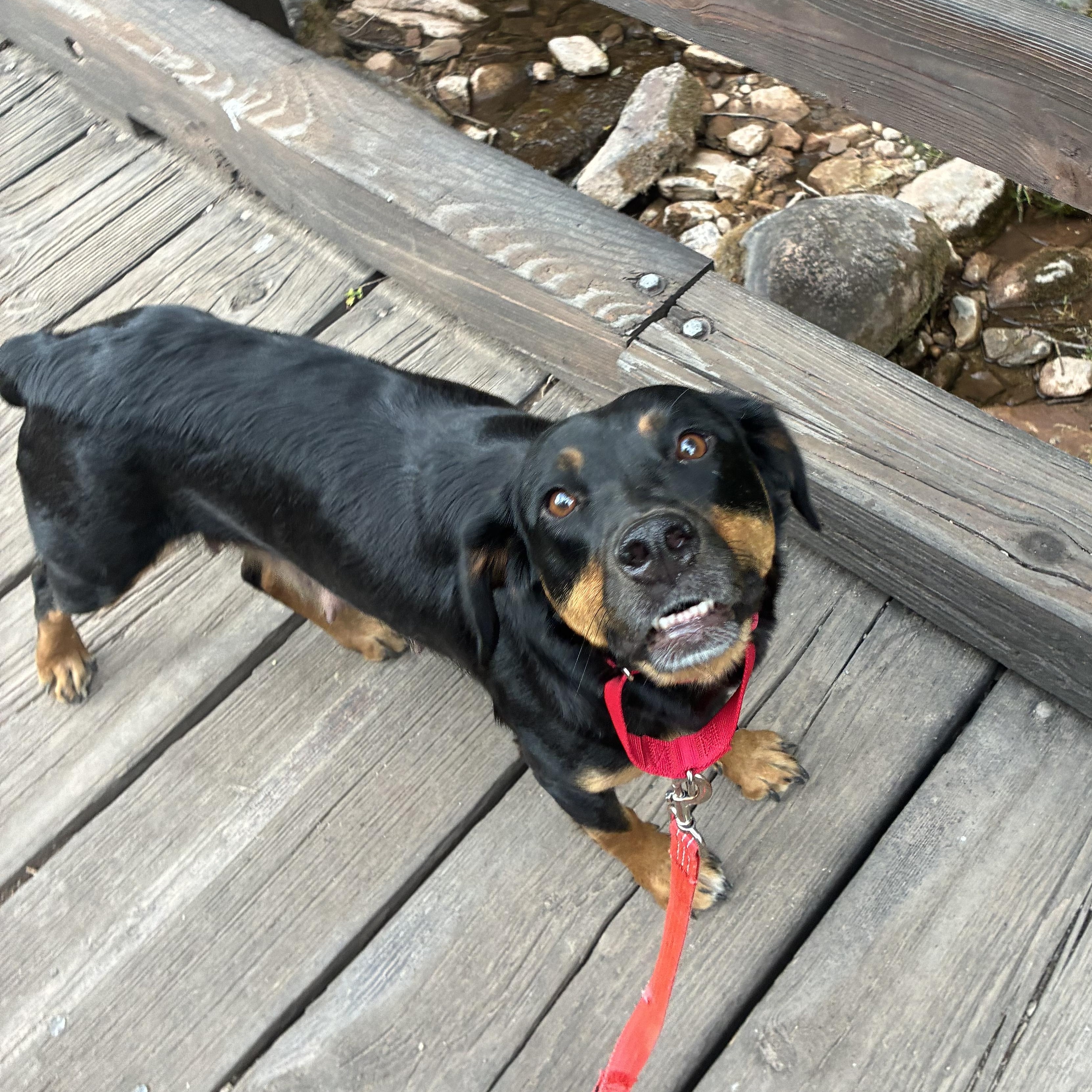 Enlarge Mama Bear, a Adoptable mixed breed in Eagle, CO image 3/6