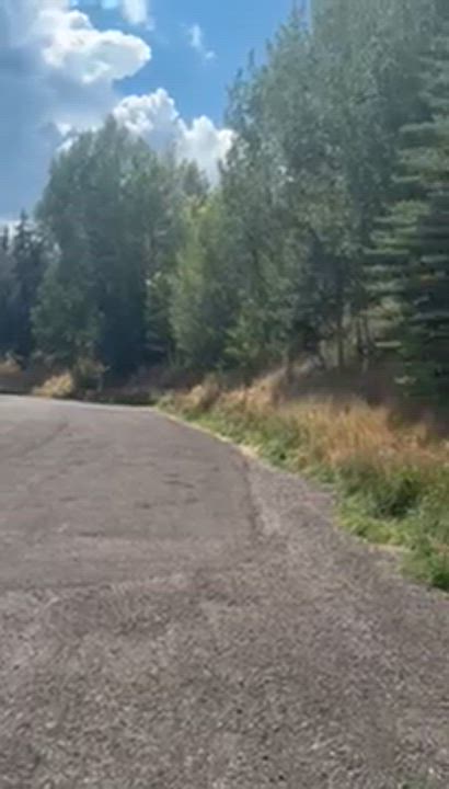 Enlarge Mama Bear, a Adoptable mixed breed in Eagle, CO video 6/6