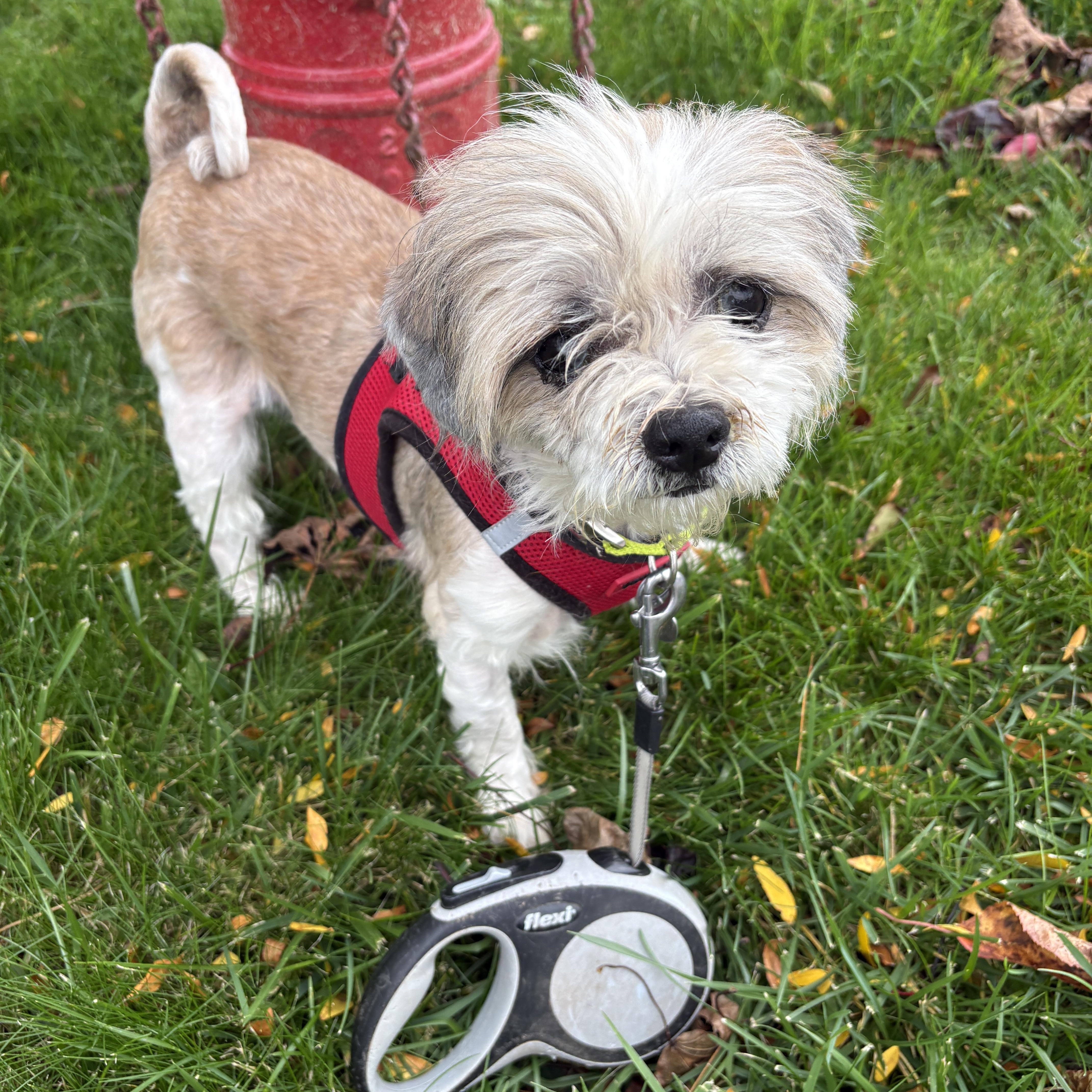 Enlarge Benji, a Adopted Shih Tzu in Brockport, NY image 4/6