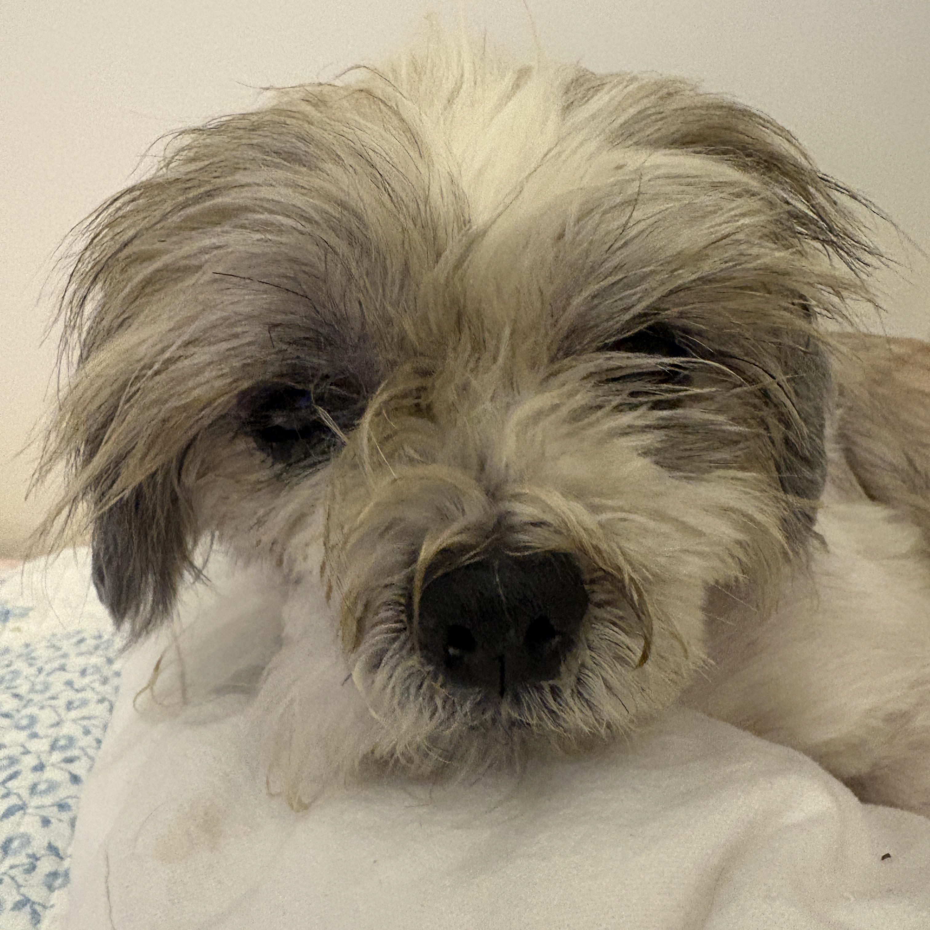 Enlarge Benji, a Adopted Shih Tzu in Brockport, NY image 2/6