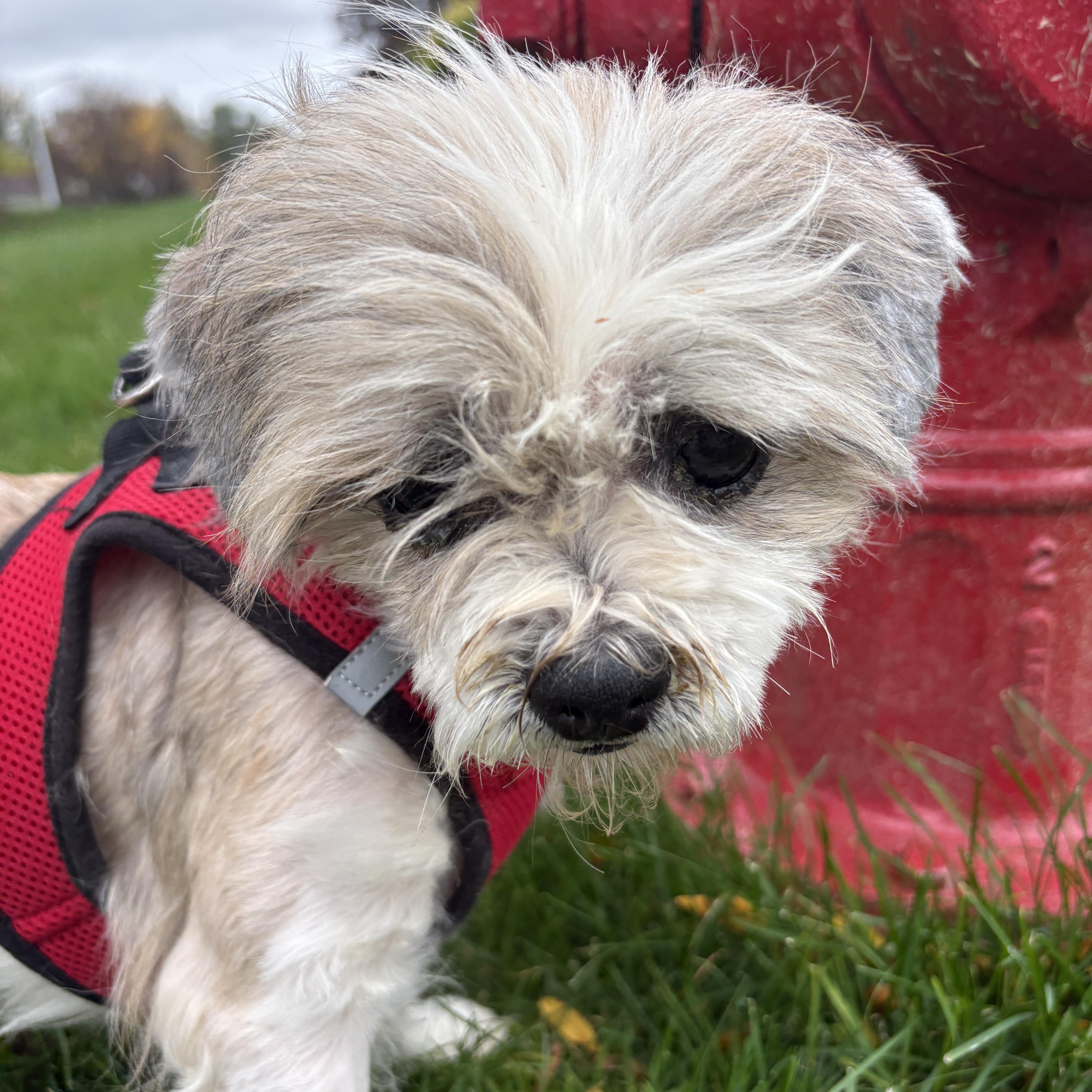 Enlarge Benji, a Adopted Shih Tzu in Brockport, NY image 5/6