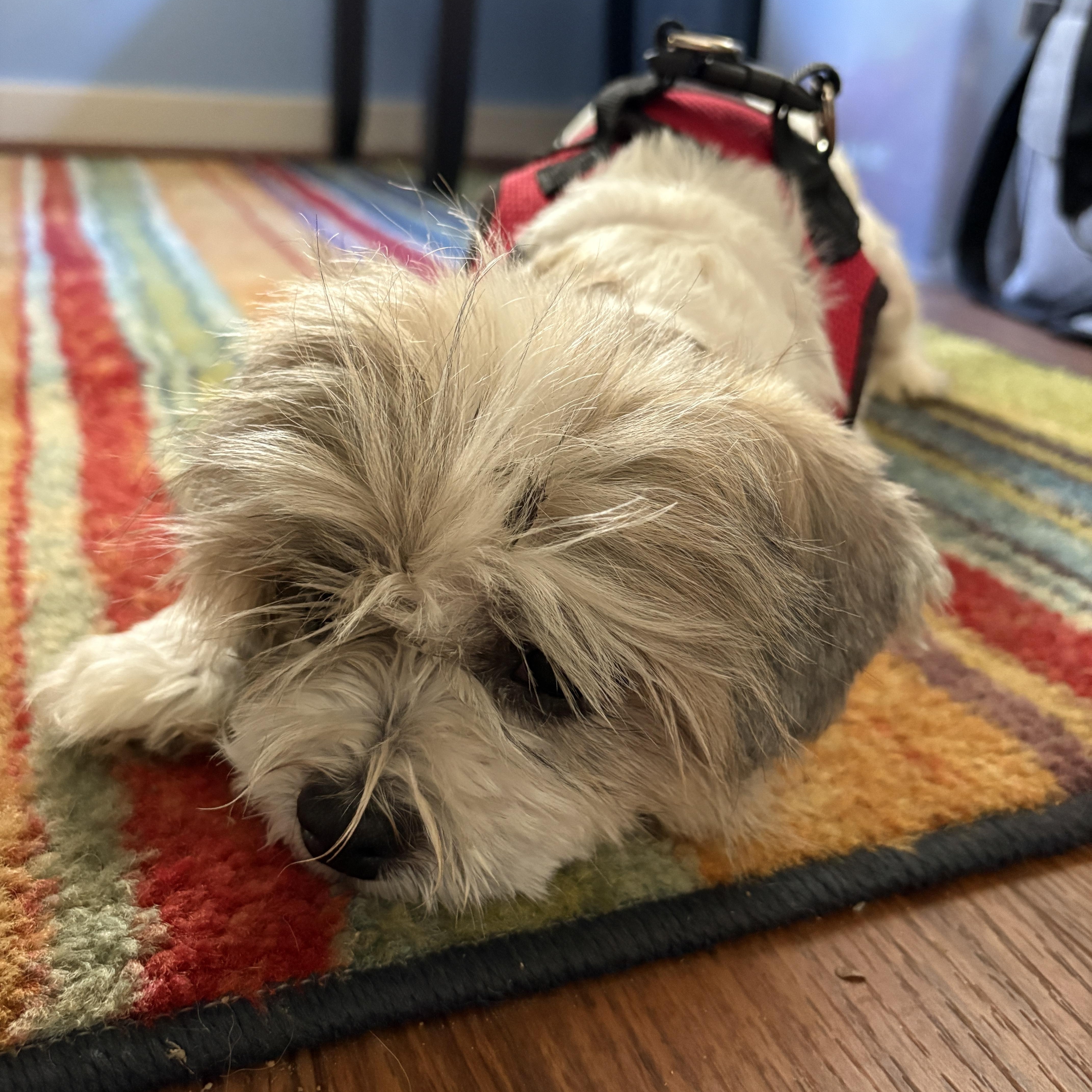 Enlarge Benji, a Adopted Shih Tzu in Brockport, NY image 1/6