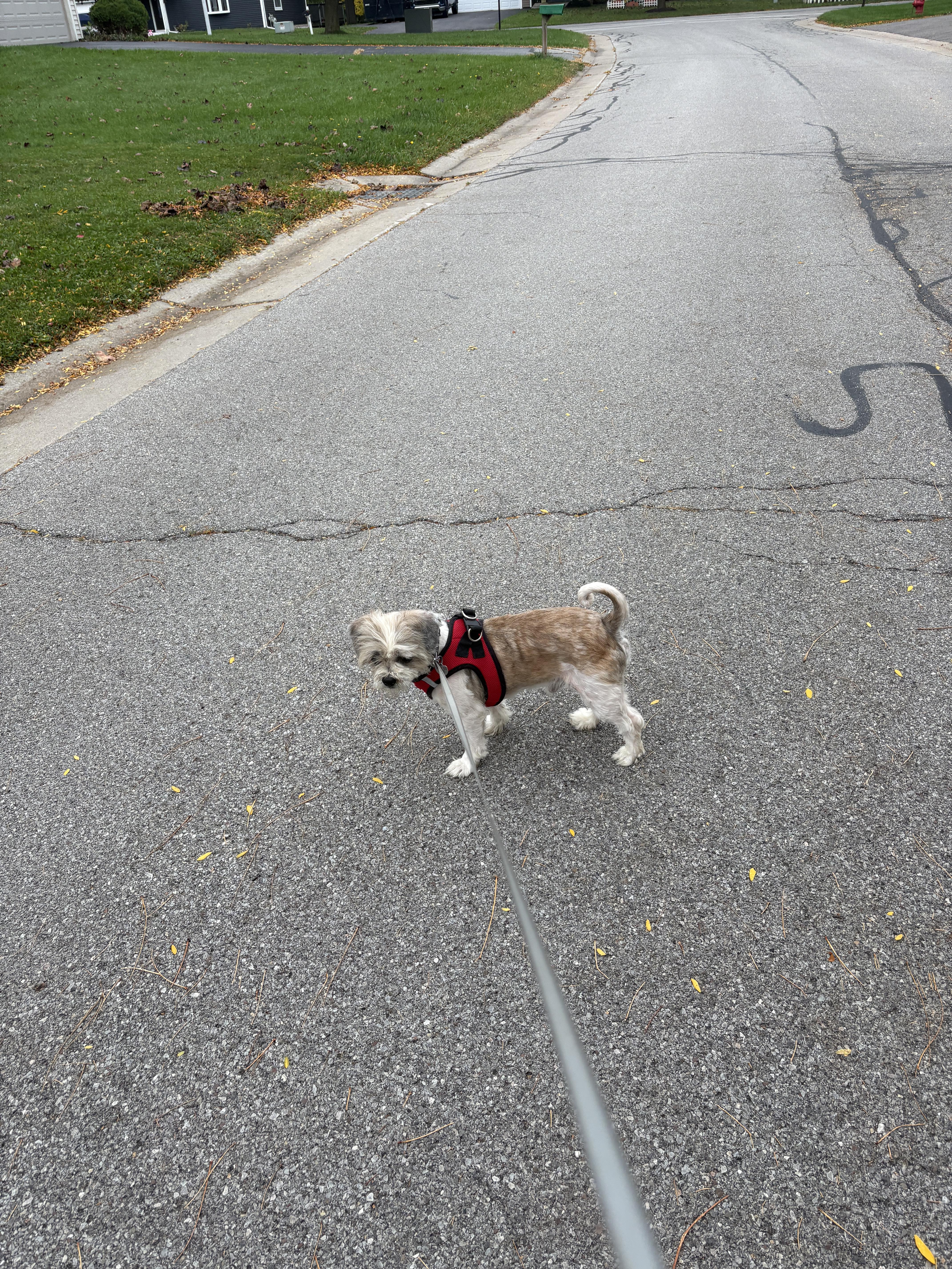 Enlarge Benji, a Adopted Shih Tzu in Brockport, NY image 6/6