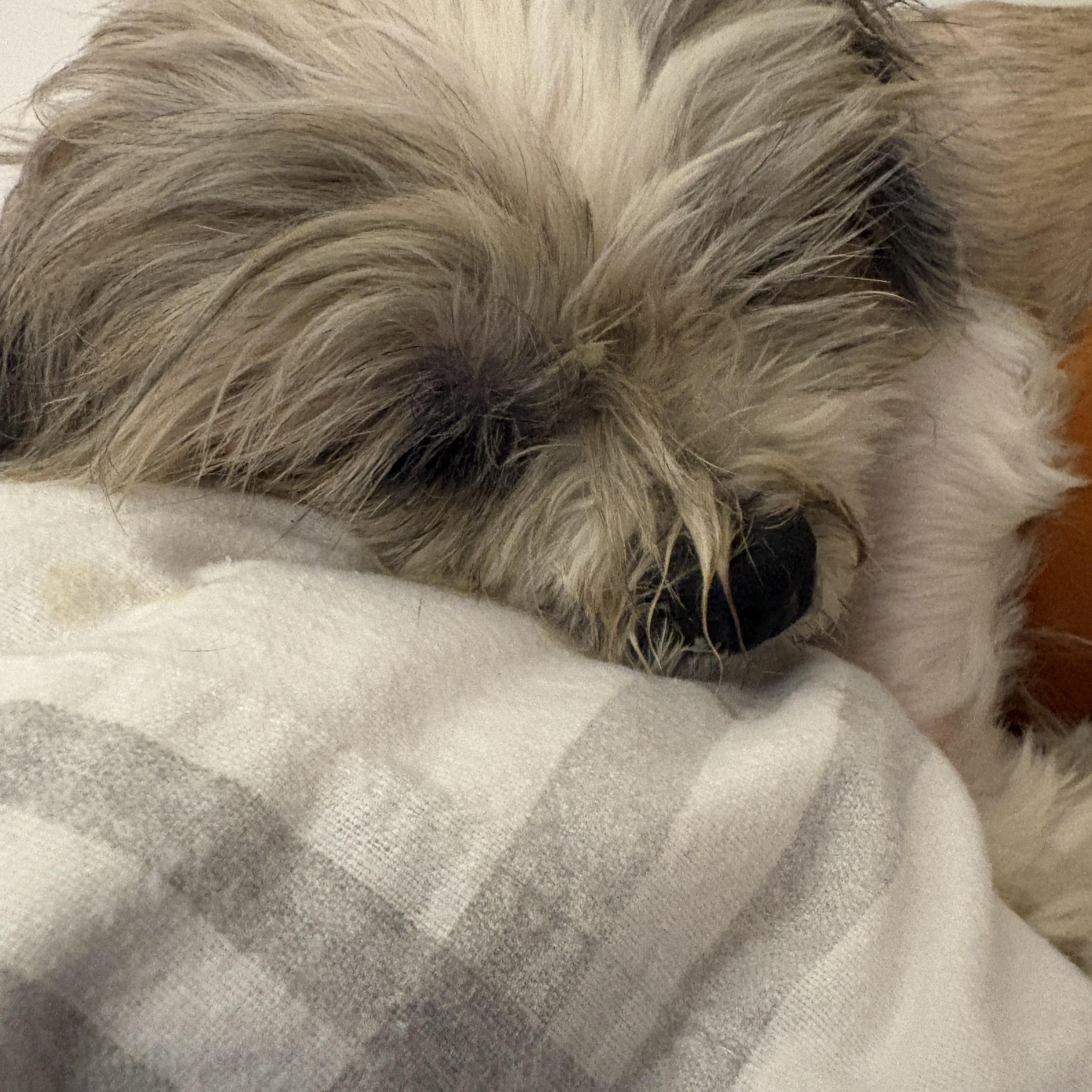 Enlarge Benji, a Adopted Shih Tzu in Brockport, NY image 3/6