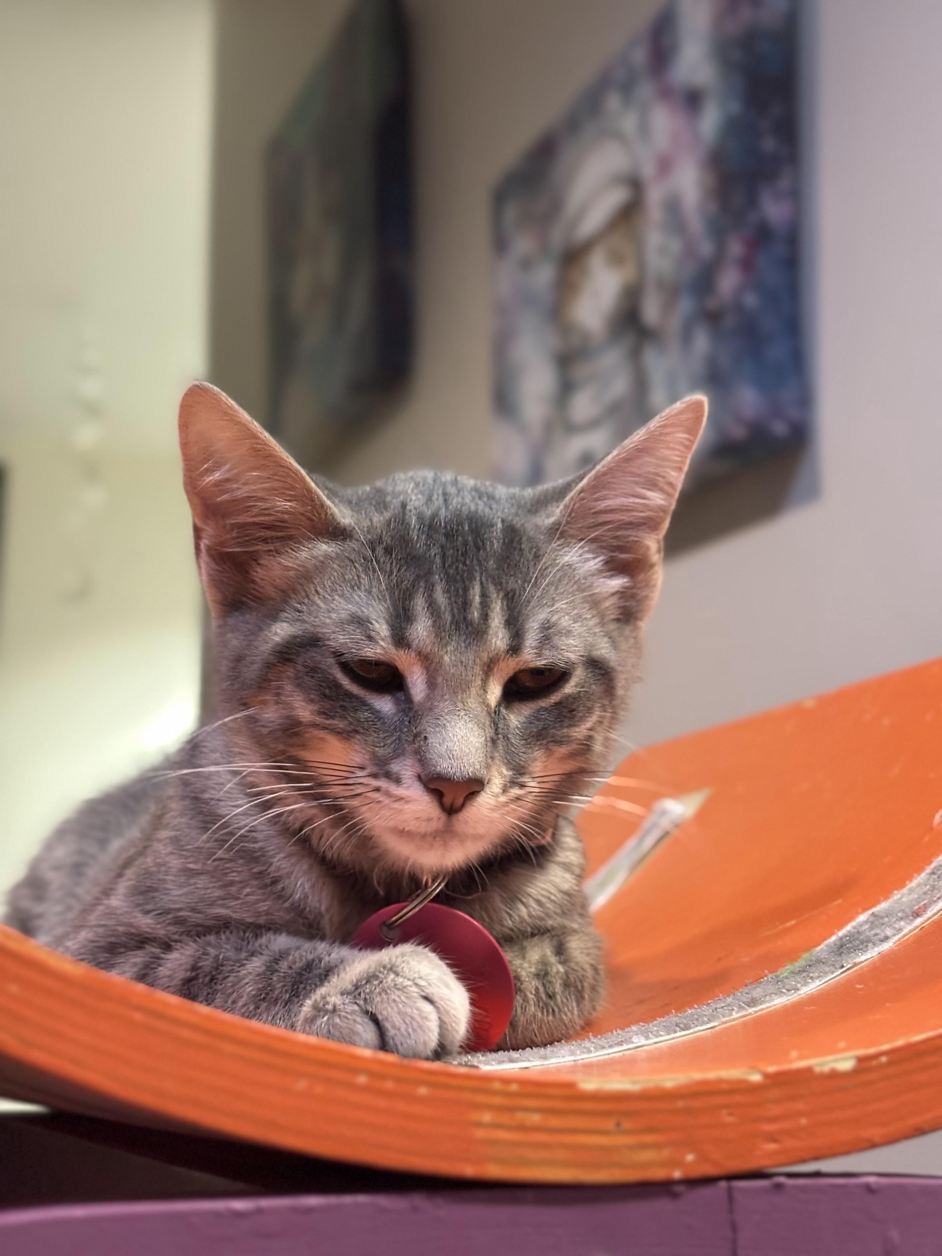 Grasshopper, adopted, Young Female Domestic Short Hair.