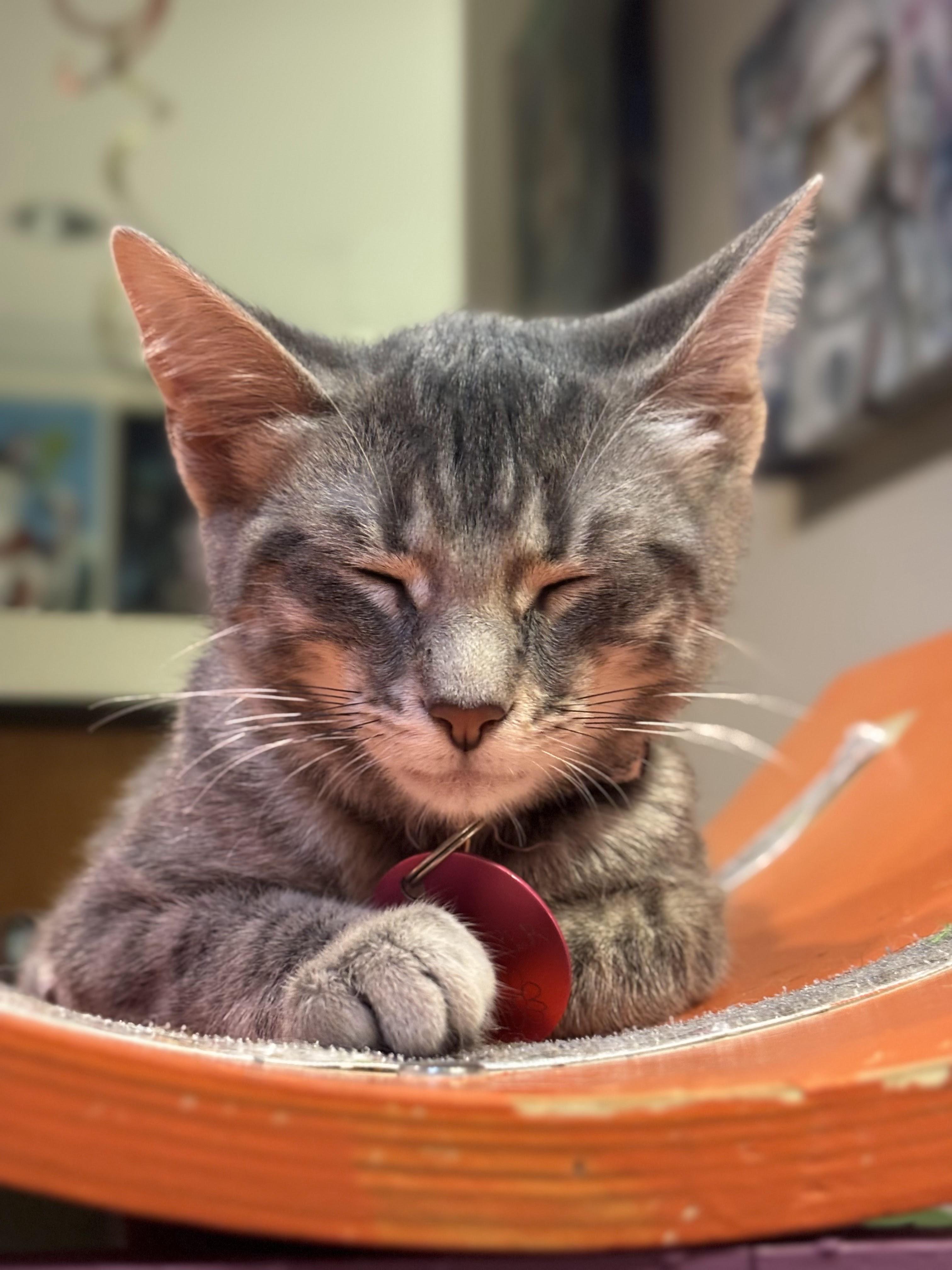Grasshopper, an adopted Domestic Short Hair in The Colony, TX image 2/2