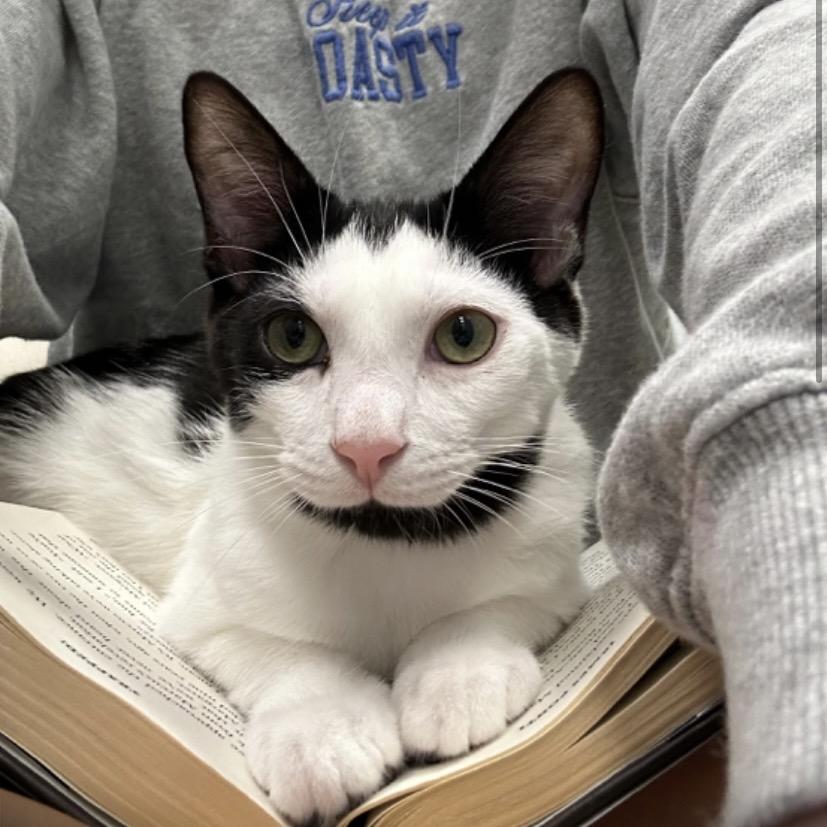 Enlarge Walnut, a Adoptable Domestic Short Hair in Jupiter, FL image 1/6