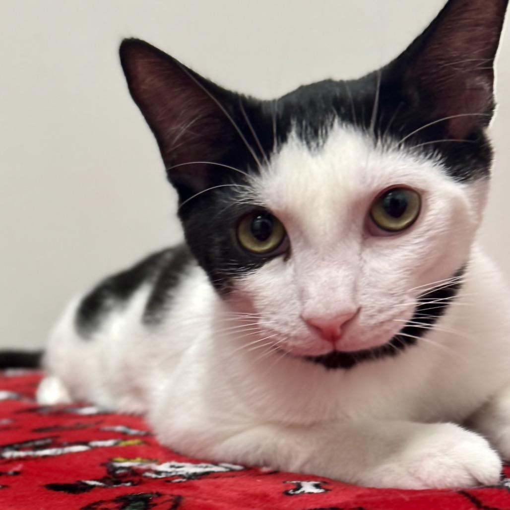 Enlarge Walnut, a Adoptable Domestic Short Hair in Jupiter, FL image 1/6