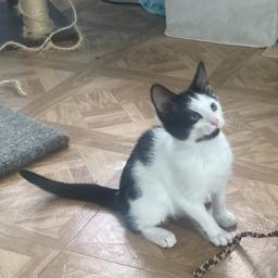 Enlarge Walnut, a Adoptable Domestic Short Hair in Jupiter, FL image 2/6