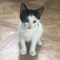 Enlarge Walnut, a Adoptable Domestic Short Hair in Jupiter, FL image 3/6