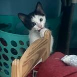 Enlarge Walnut, a Adoptable Domestic Short Hair in Jupiter, FL image 5/6