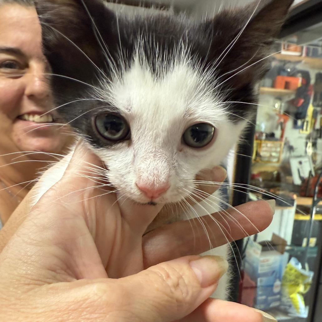 Enlarge Walnut, a Adoptable Domestic Short Hair in Jupiter, FL image 6/6