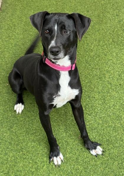 Rosy — thumbnail 2