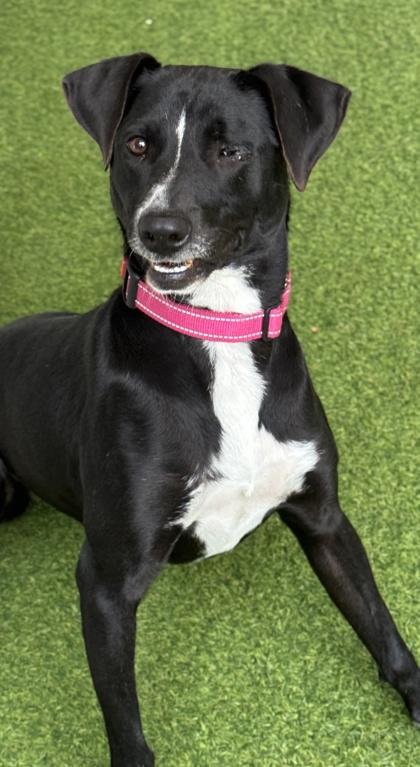 Rosy — thumbnail 3