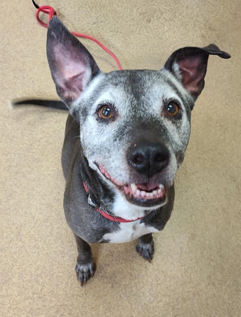 Enlarge Tulip, a Adoptable Mixed Breed in Grand Forks, ND image 1/1