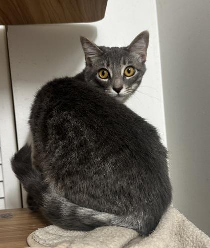 Cindy Clawford, Adoptable, Young Female Domestic Short Hair & Domestic Short Hair.