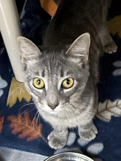 Enlarge Cindy Clawford, a Adoptable mixed breed in Wilkesboro, NC image 2/3
