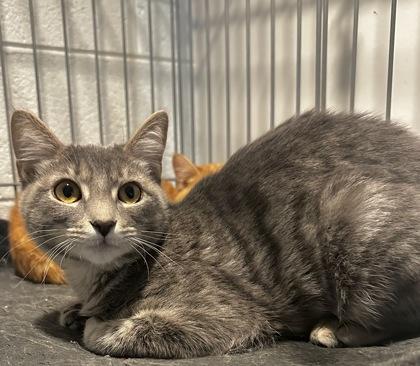 Enlarge Cindy Clawford, a Adoptable mixed breed in Wilkesboro, NC image 3/3