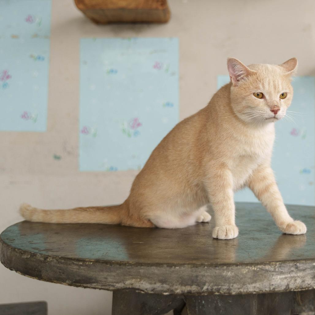 Genox, a Adoptable Domestic Short Hair in Fredericksburg, VA image 1/6