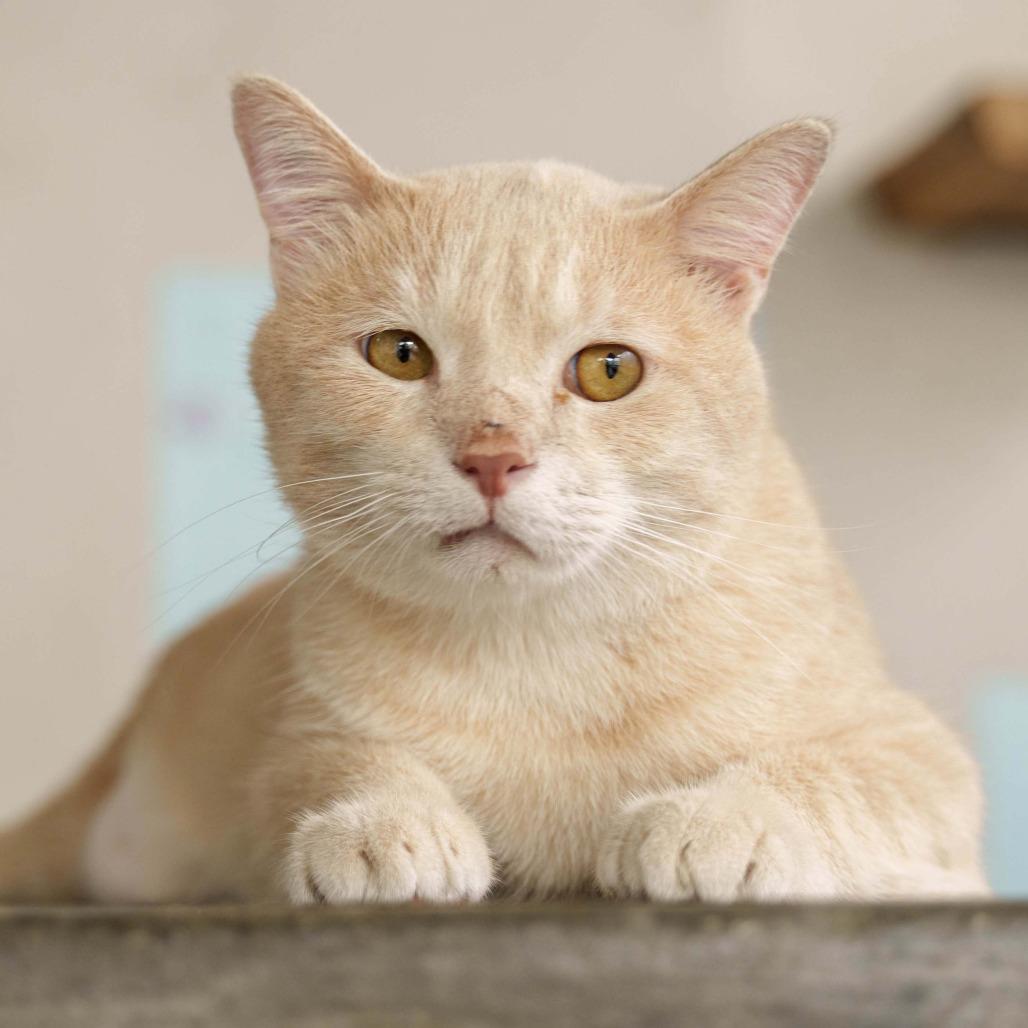 Genox, a Adoptable Domestic Short Hair in Fredericksburg, VA image 2/6