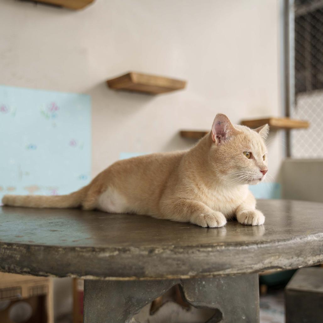 Genox, a Adoptable Domestic Short Hair in Fredericksburg, VA image 3/6