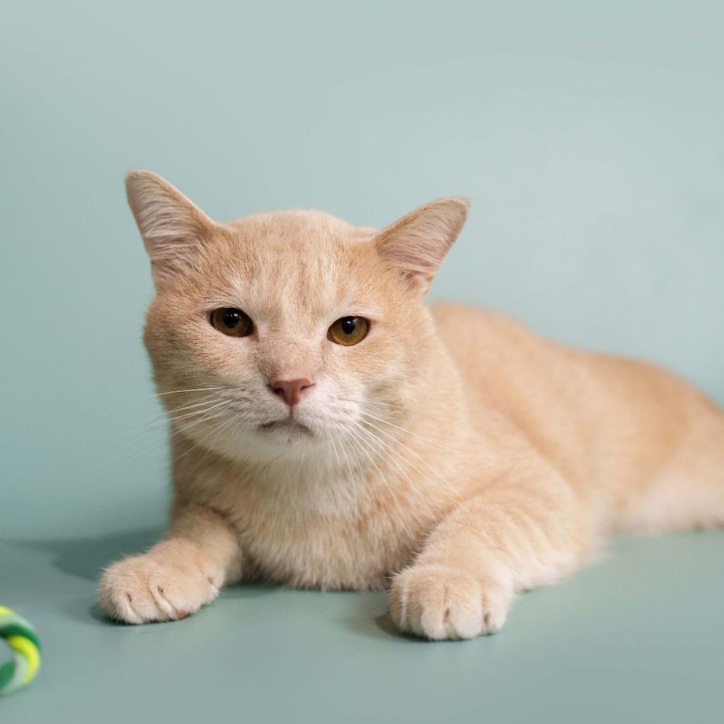 Genox, a Adoptable Domestic Short Hair in Fredericksburg, VA image 4/6