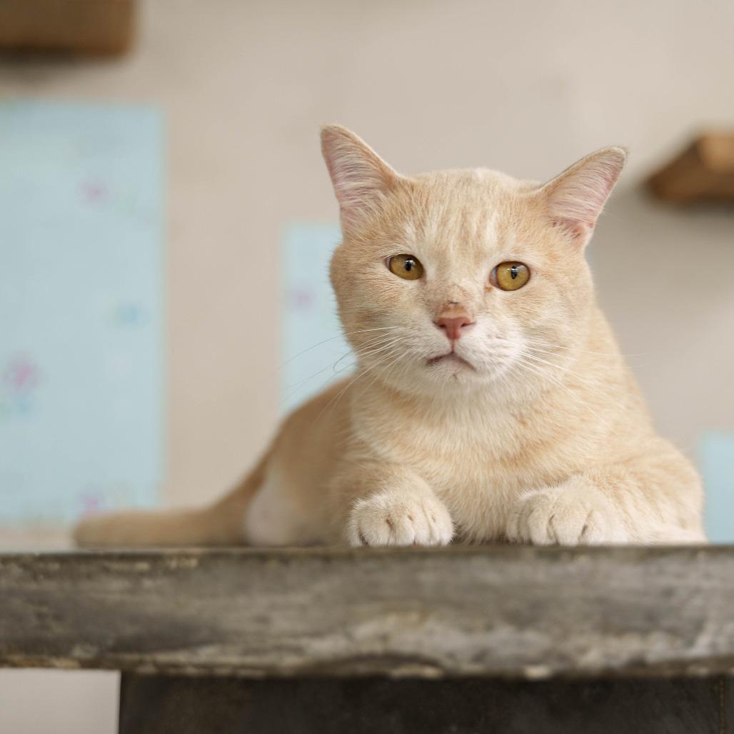 Genox, a Adoptable Domestic Short Hair in Fredericksburg, VA image 5/6