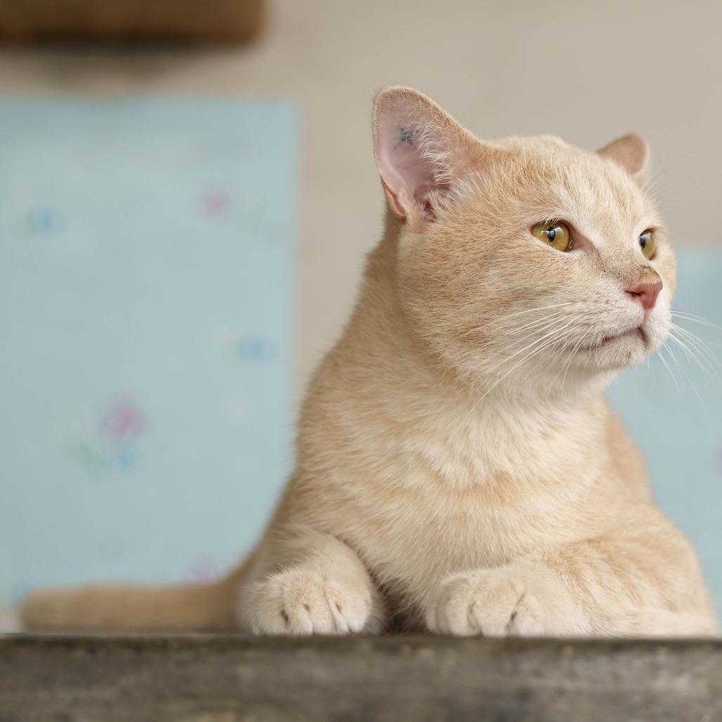 Genox, a Adoptable Domestic Short Hair in Fredericksburg, VA image 6/6