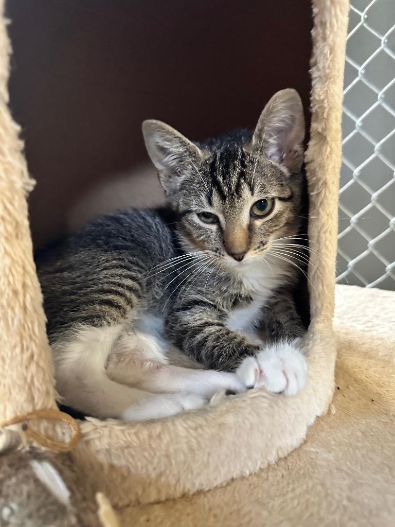 Flash, Adoptable, Young Male Domestic Short Hair.