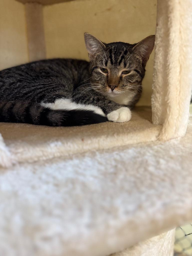 Enlarge Flash, a Adoptable mixed breed in Waverly, NY image 2/3