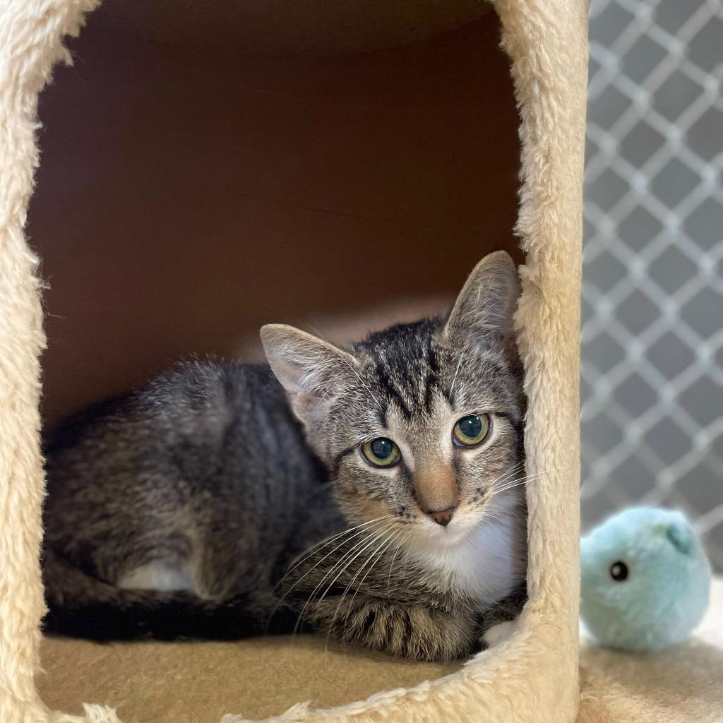 Enlarge Flash, a Adoptable mixed breed in Waverly, NY image 3/3