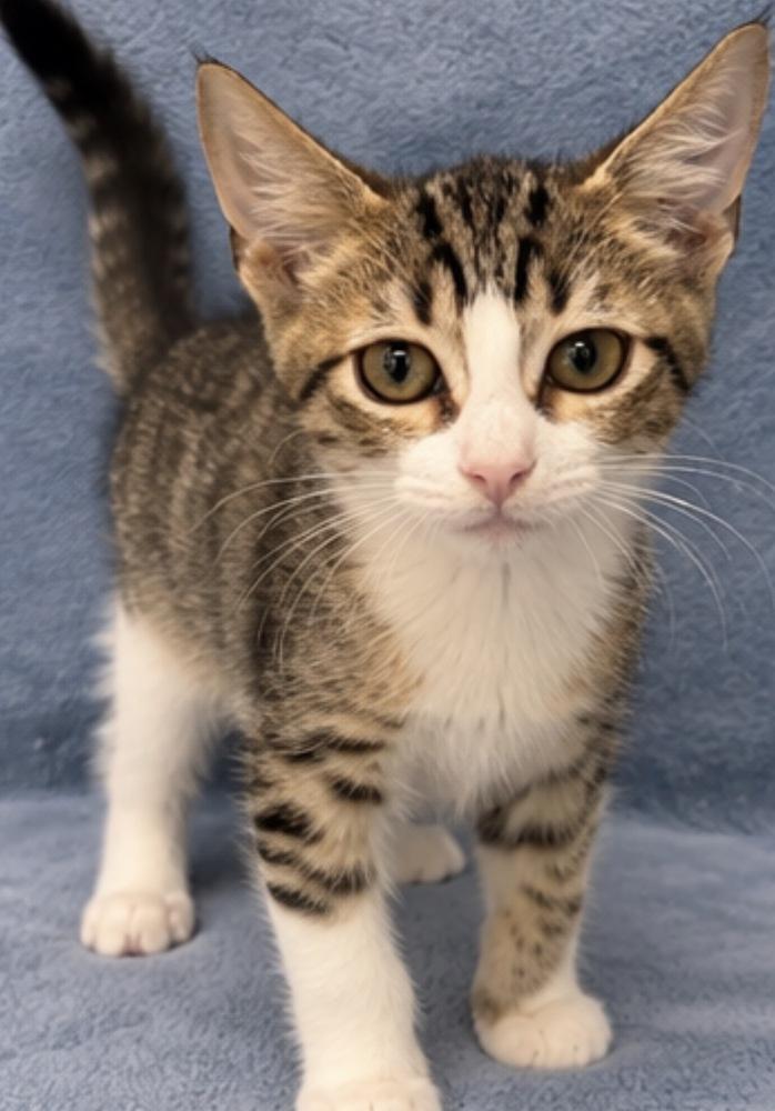 Georgie, Adoptable, Kitten Male Domestic Short Hair.