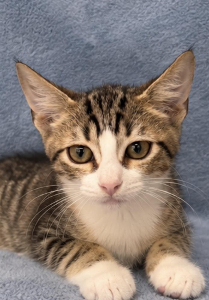Enlarge Georgie, a Adoptable Domestic Short Hair in Hudson, NH image 2/3