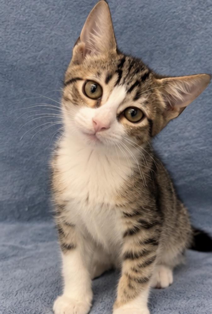 Enlarge Georgie, a Adoptable Domestic Short Hair in Hudson, NH image 3/3
