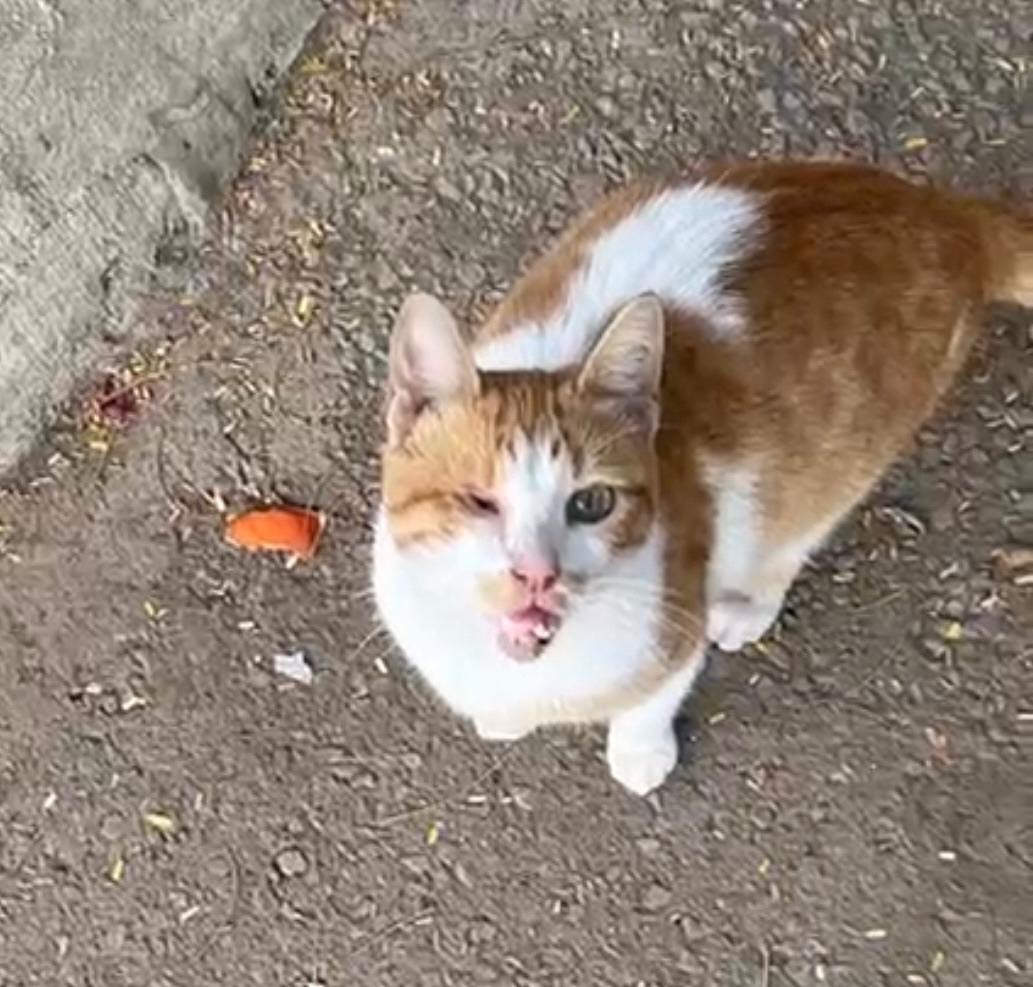 Anoushka TS, an adoptable Domestic Short Hair in Brampton, ON, L6P 2E9 | Photo Image 6