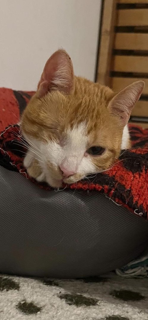 Anoushka TS, an adoptable Domestic Short Hair in Brampton, ON, L6P 2E9 | Photo Image 2