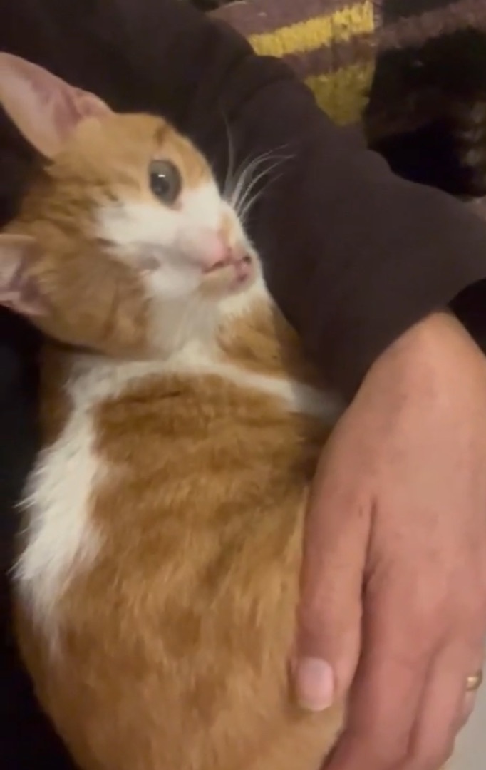 Anoushka TS, an adoptable Domestic Short Hair in Brampton, ON, L6P 2E9 | Photo Image 4