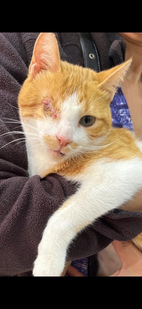 Anoushka TS, an adoptable Domestic Short Hair in Brampton, ON, L6P 2E9 | Photo Image 3