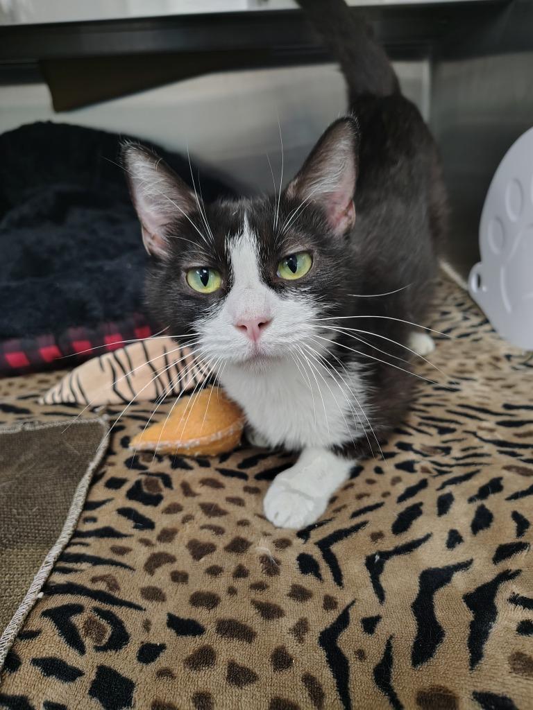 Quintessence, Adoptable, Young Female Domestic Short Hair.