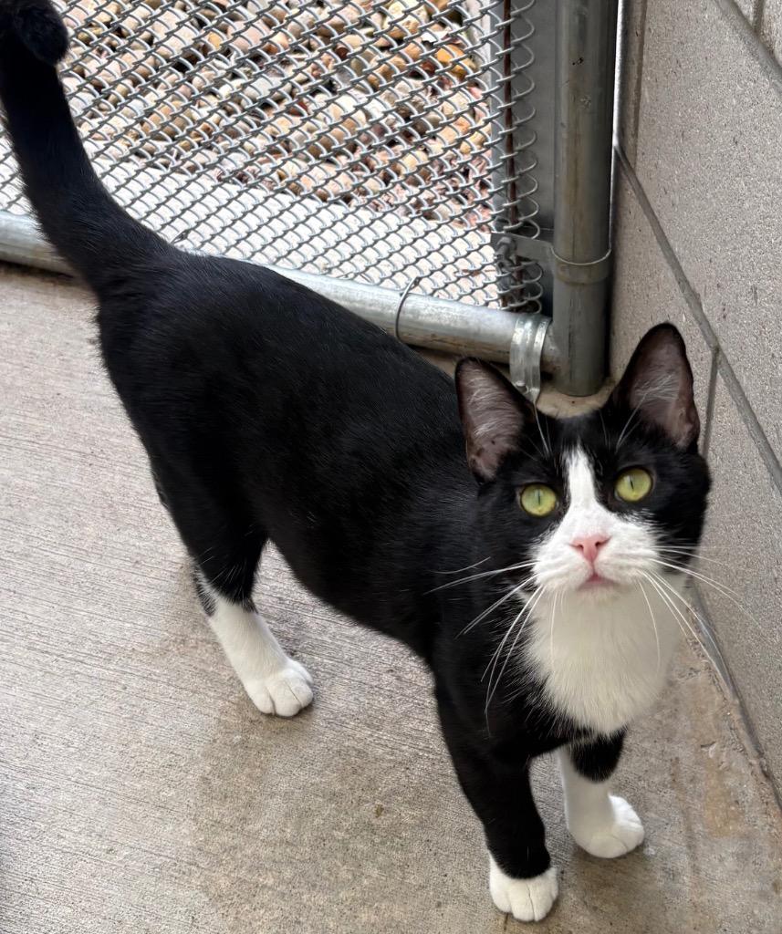 Enlarge Quintessence, a Adoptable mixed breed in Greeneville, TN image 2/2
