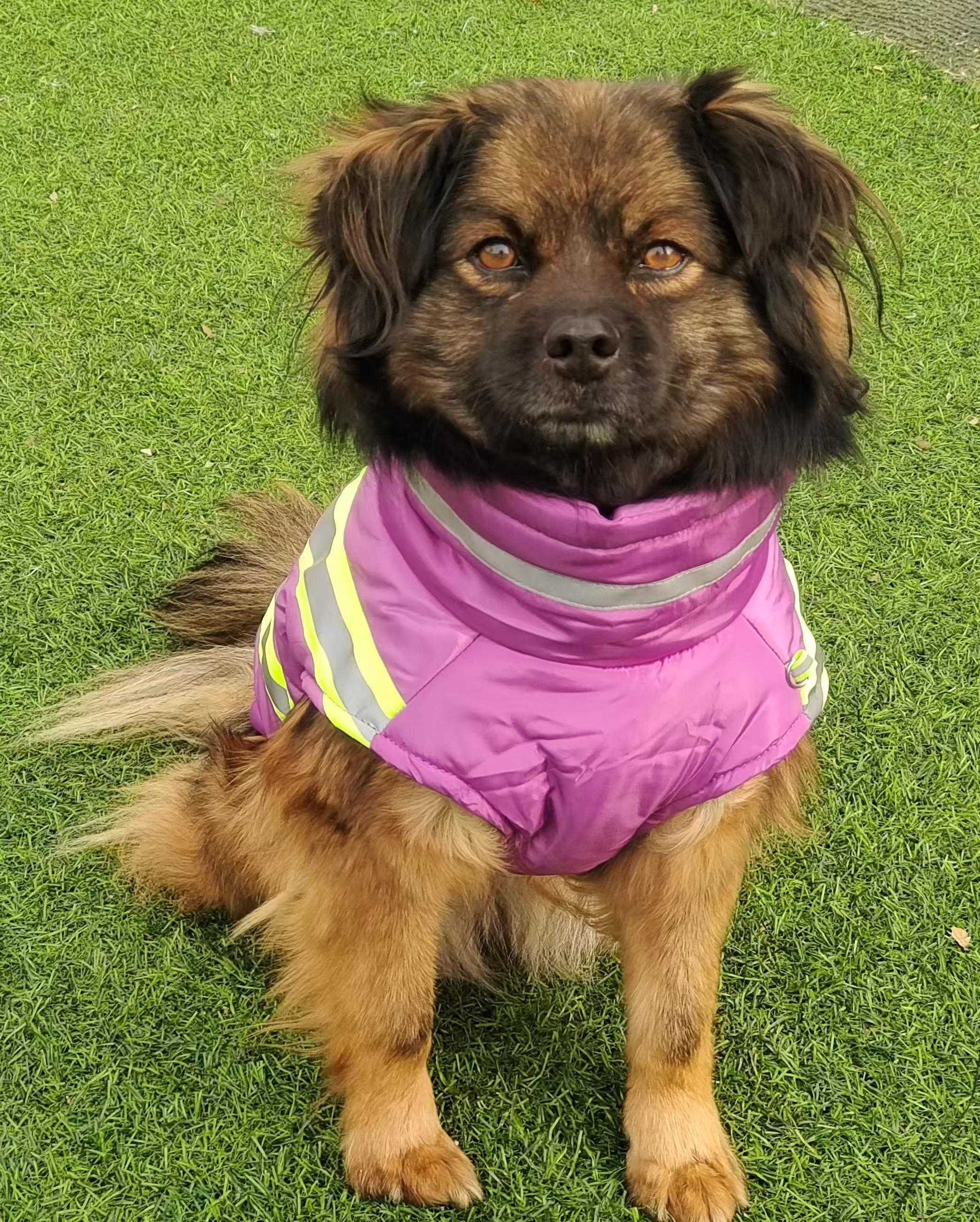 Coco, Adopted, Adult Female Mixed Breed.