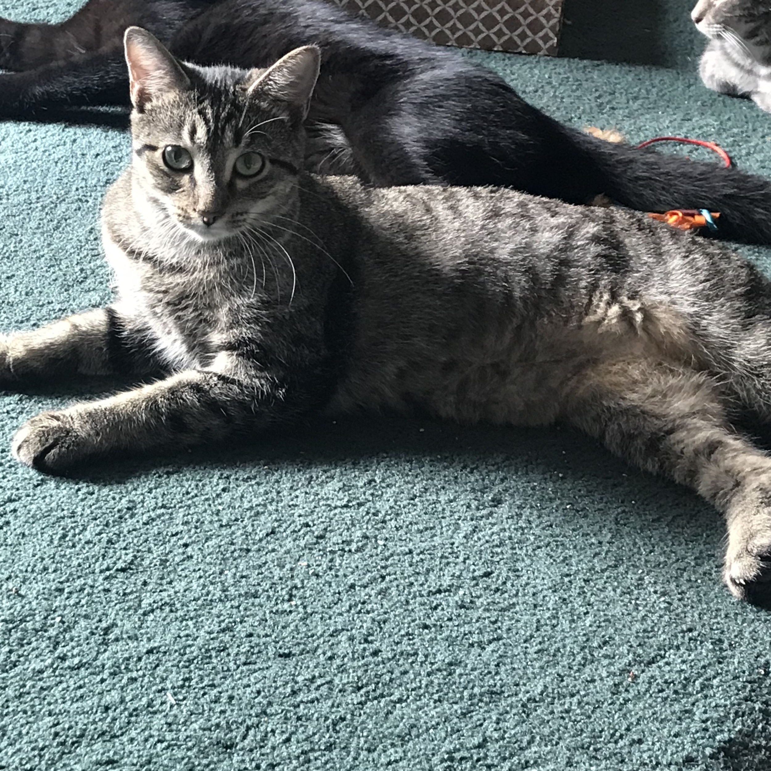 Izzy, a Adoptable Domestic Short Hair in Hopkinsville, KY image 1/4